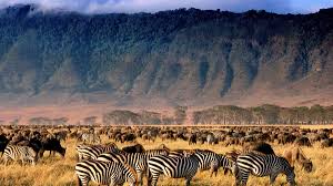 zebras in ngorongoro
